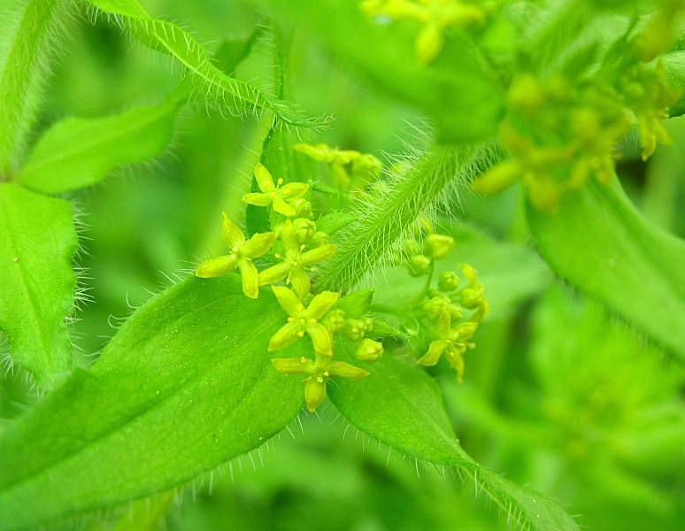 Cruciata laevipes / Crocettona comune